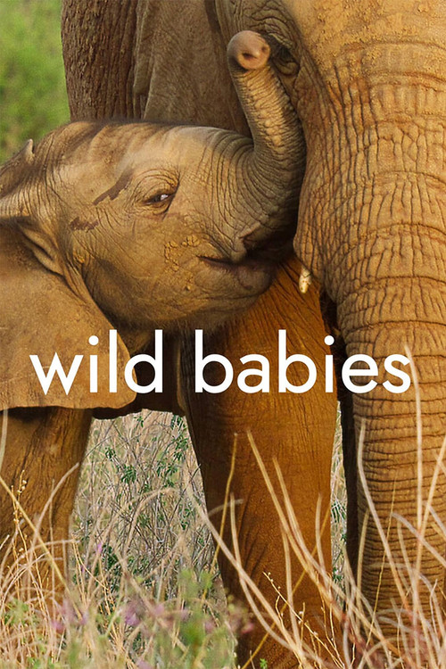 Wild Babies : 1.Sezon 8.Bölüm