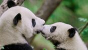 The Hidden Kingdoms of China izle
